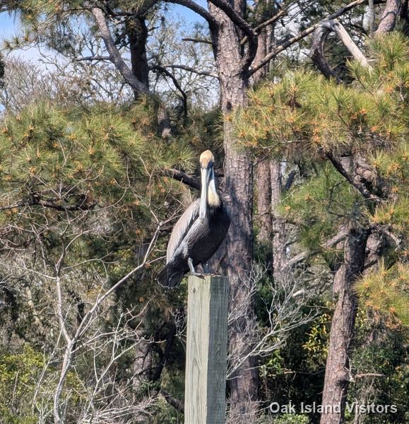Salt marsh on Oak Island, March 2026
