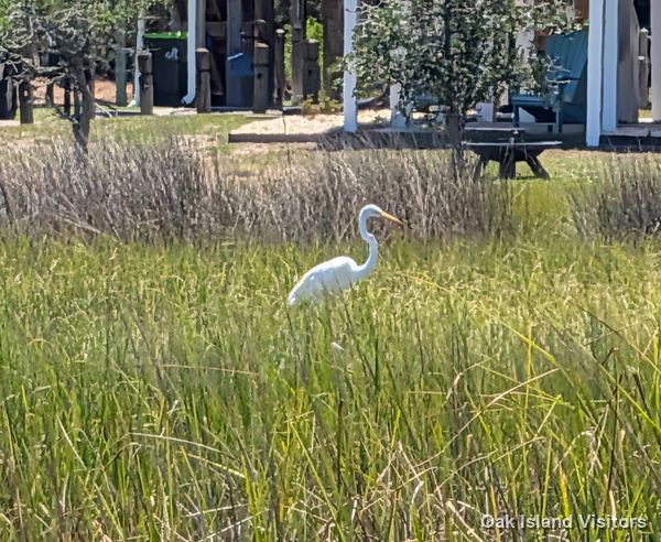 Salt marsh on Oak Island, July 2026