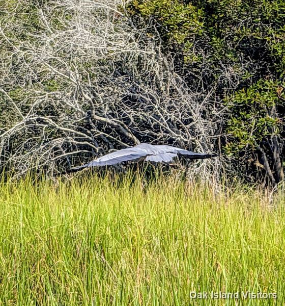 Salt marsh on Oak Island, July 2026