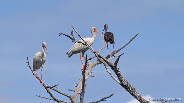 Salt marsh on Oak Island, September 2026