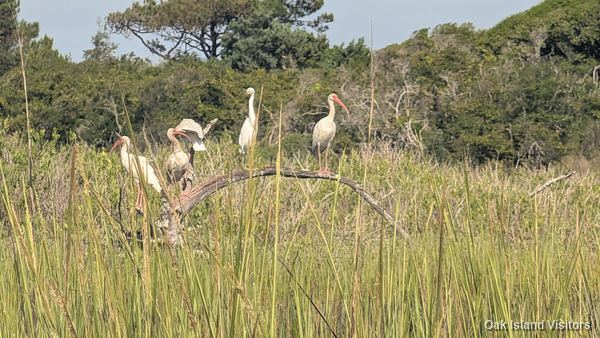 Salt marsh on Oak Island, September 2026