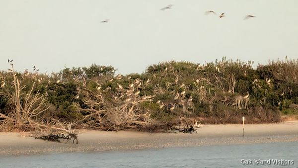 Battery Island, the Audubon bird sanctuary off Southport, seen from the water