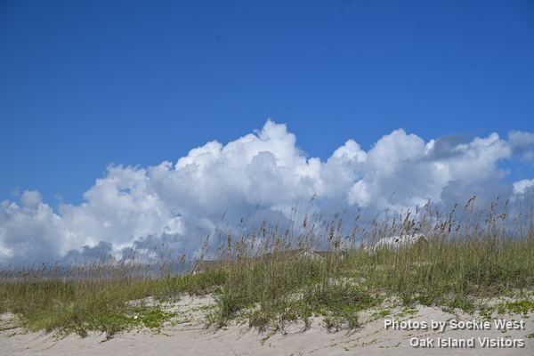 Sea oats on the dunes under big white clouds