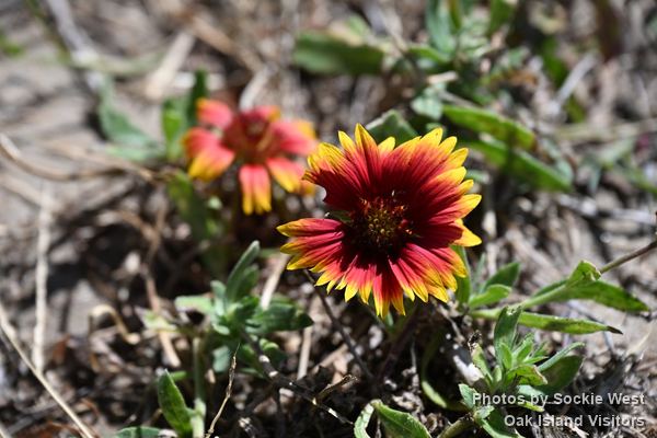 Blanket flowers, red and yellow, growing wild in the dunes