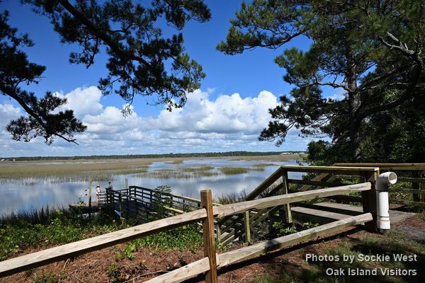 Marsh view through the pines from the May Moore Park overlook