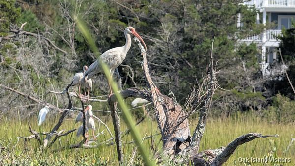 Salt marsh on Oak Island, September 2026