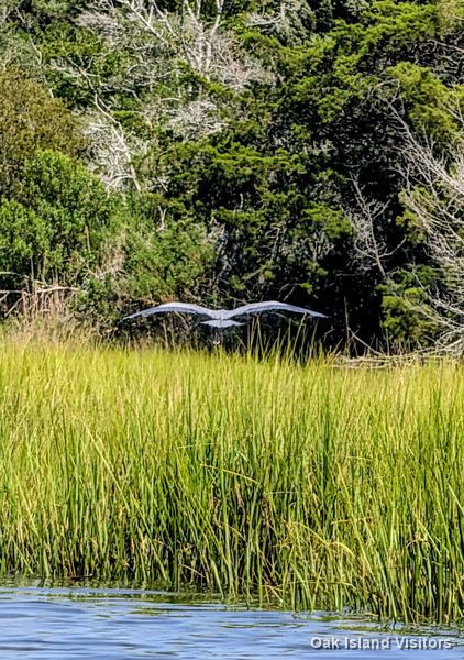 Salt marsh on Oak Island, July 2026