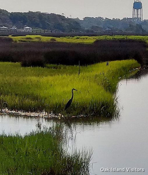 Salt marsh on Oak Island, July 2021
