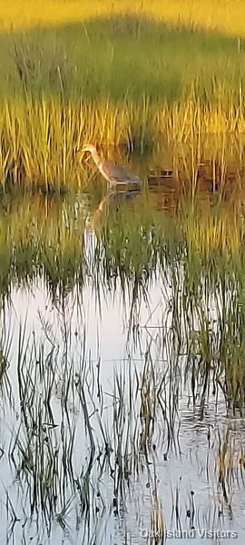 Salt marsh on Oak Island, August 2021