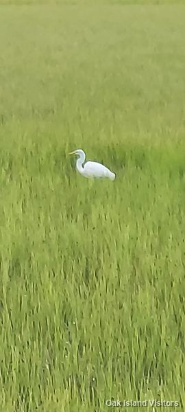 Salt marsh on Oak Island, August 2021