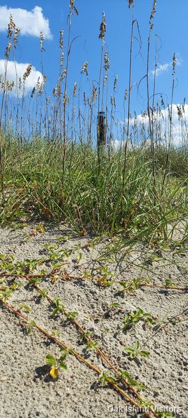 Oak Island beach, September 2021
