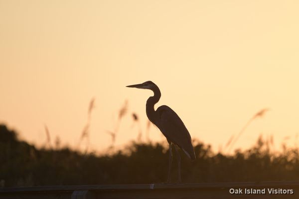 Great blue heron silhouetted against a sunset sky over the marsh, Oak Island