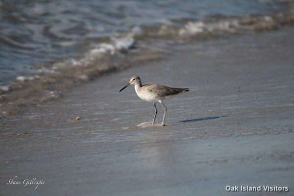 Sandpiper at the water's edge on the Oak Island beach