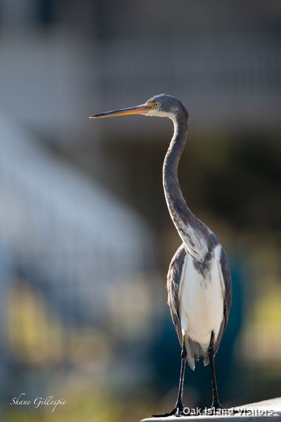 Tricolored heron standing upright on a post by the water