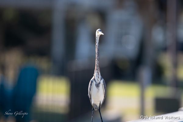 Tricolored heron standing on a dock post