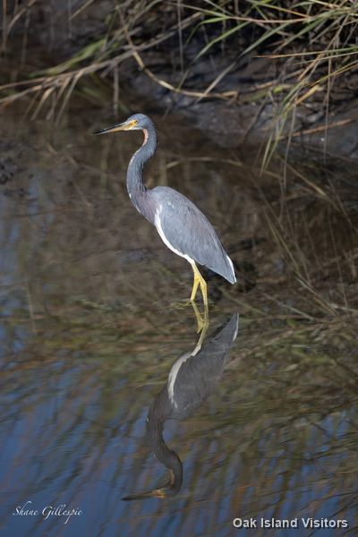 Tricolored heron standing in shallow marsh water