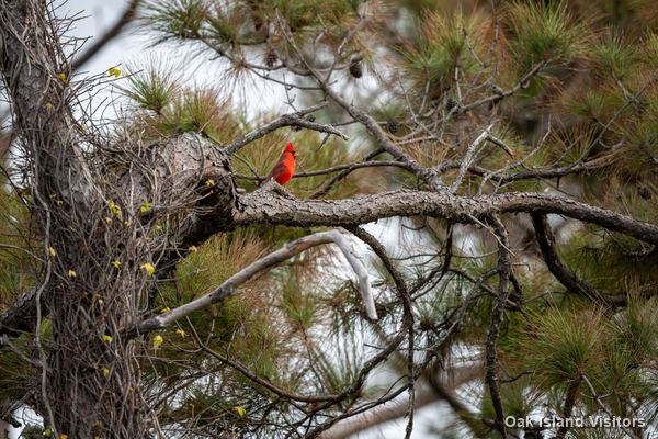Northern cardinal perched in a pine tree