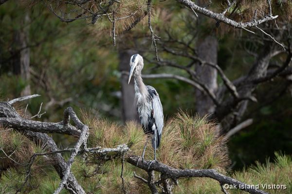 Great blue heron perched in a pine tree