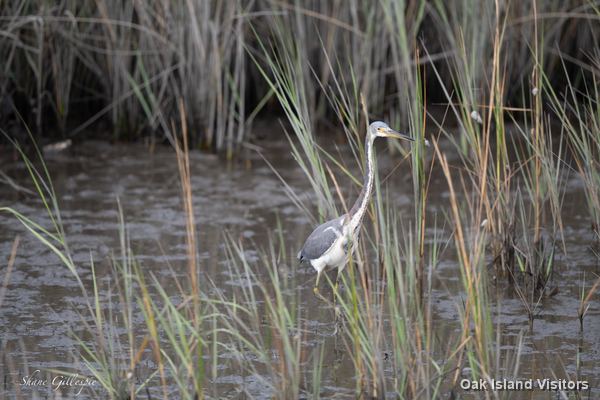 Tricolored heron hunting in the marsh reeds