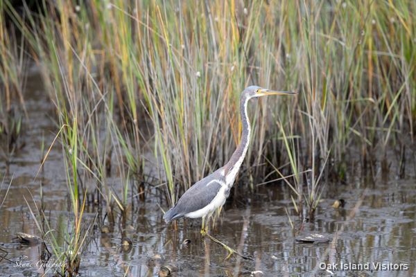 Tricolored heron wading at the edge of the marsh grass