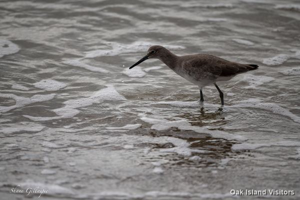 Willet feeding in the surf wash on the beach