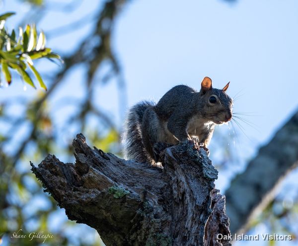 Gray squirrel sitting on a broken branch against a blue sky
