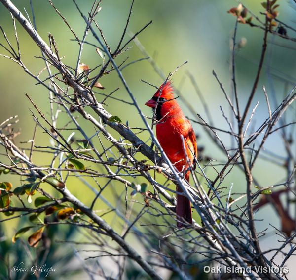 Male northern cardinal on a bare branch