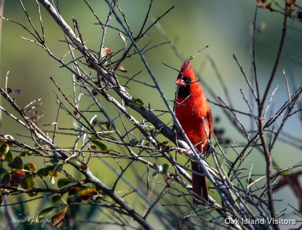 Male northern cardinal in bare branches with green leaves behind