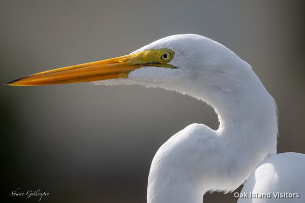 Great egret in close-up, yellow bill and white plumage